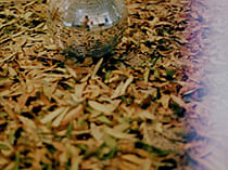 Listening as Tending: Decomposing Disco
